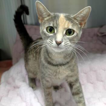 Poppy -  Domestic Short Hair Cat for Adoption in Michigan City, Indiana - Poppy | PetCurious