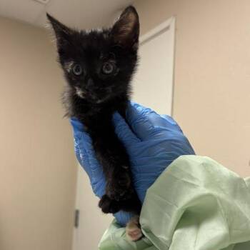 Squirrel -  Domestic Short Hair Cat for Adoption in Tempe, Arizona - Squirrel | PetCurious