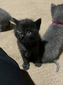 Jinu -  Domestic Short Hair Cat for Adoption in Minneapolis, Minnesota - Jinu | PetCurious