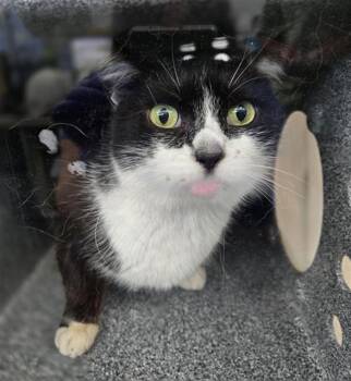 FLOOFY CAT -  Domestic Short Hair Cat for Adoption in Dallas, Texas - FLOOFY CAT | PetCurious