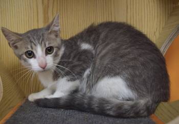 Sterling -  Domestic Short Hair Cat for Adoption in Yorktown, Indiana - Sterling | PetCurious