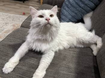 Rescue Domestic Medium Hair Cats for Adoption in Tucson, Arizona - Toulouse 3 | PetCurious