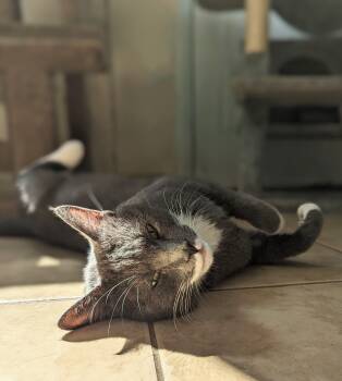 Rescue Domestic Short Hair Cats for Adoption in New Windsor, New York - Lefty | PetCurious