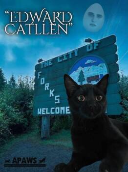 Edward Catllen -  Domestic Short Hair Cat for Adoption in Baton Rouge, Louisiana - Edward Catllen | PetCurious