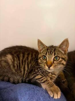 Therese -  Domestic Short Hair Cat for Adoption in Delson, Quebec - Therese | PetCurious