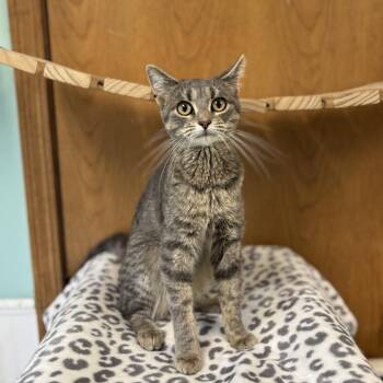 Feliciana -  Domestic Short Hair Cat for Adoption in Fargo, North Dakota - Feliciana | PetCurious