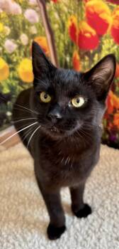 Domestic Short Hair Cats Available for Adoption in Cincinnati, Ohio - Jelly Bean | PetCurious