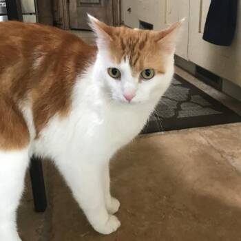 Kiwi -  Turkish Van Cat for Adoption in Bountiful, Utah - Kiwi | PetCurious