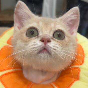 Crow -  British Shorthair and Domestic Short Hair Cat for Adoption in Langley Township, British Columbia - Crow | PetCurious