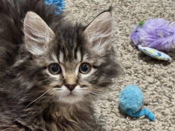 Domestic Short Hair Cats Available for Adoption in Puyallup, Washington - KITTENS "CAPRI" "ABBEY" "FEZ"  | PetCurious