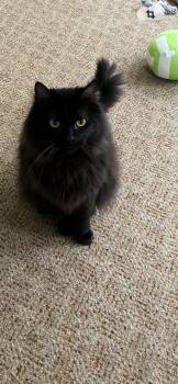 Theodore -  Persian Cat Available for Adoption in St. Louis, Missouri - Theodore | PetCurious