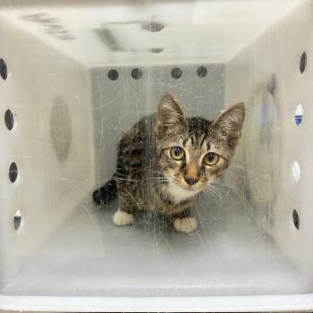 08/09/2026-CCP-AirportThruway -  Domestic Short Hair Cat for Adoption in Columbus, Georgia - 08/09/2026-CCP-AirportThruway | PetCurious