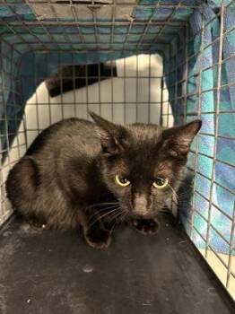 Moonpie -  Domestic Short Hair Cat for Adoption in Largo, Florida - Moonpie | PetCurious