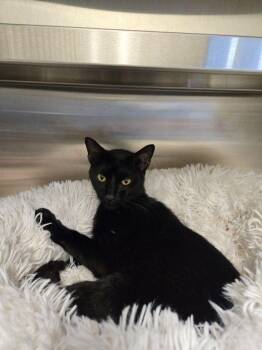 Rescue Domestic Short Hair Cats for Adoption in Hilton Head Island, South Carolina - Monty | PetCurious