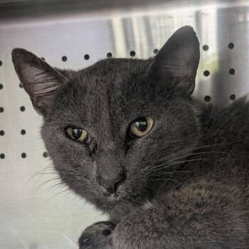Dedushka -  Domestic Short Hair Cat for Adoption in Asheville, North Carolina - Dedushka | PetCurious