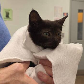 Gavin -  Domestic Short Hair Cat for Adoption in Chattanooga, Tennessee - Gavin | PetCurious