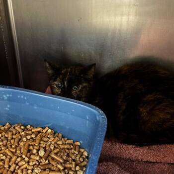 Charlize -  Domestic Short Hair Cat Available for Adoption in Bristol, Indiana - Charlize | PetCurious