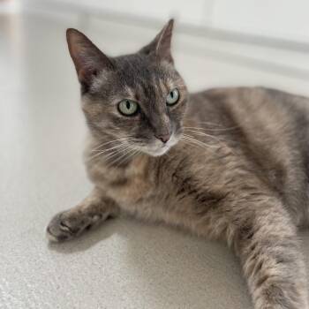 Domestic Short Hair Cats Available for Adoption in Warwick, Rhode Island - Opal | PetCurious