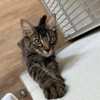 Enzo -  Domestic Medium Hair Cat for Adoption in Corpus Christi, Texas - Enzo | PetCurious