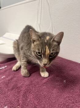 Rescue Domestic Short Hair Cats for Adoption in West Chester, Pennsylvania - Lorde | PetCurious