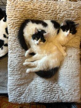 Olive (26-019 C) -  Domestic Long Hair Cat for Adoption in Lansing, Michigan - Olive (26-019 C) | PetCurious