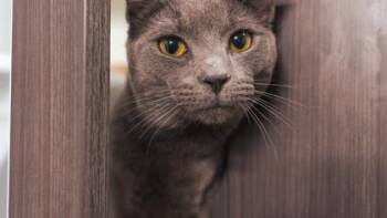 Domestic Short Hair Cats Available for Adoption - Pepsi | PetCurious