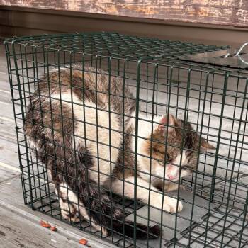 Domestic Short Hair Cats Available for Adoption in Royse City, Texas - RCAA-3975 | PetCurious