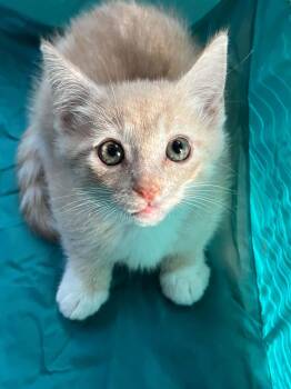 Grasshopper -  Domestic Short Hair Cat for Adoption in Wilmington, North Carolina - Grasshopper | PetCurious