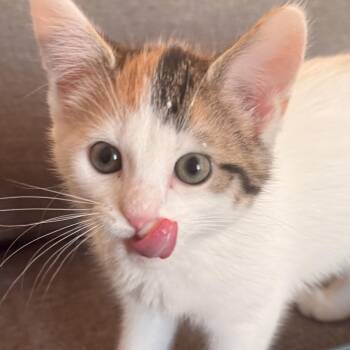 Daisy -  Domestic Short Hair Cat for Adoption in Carmel, Indiana - Daisy | PetCurious