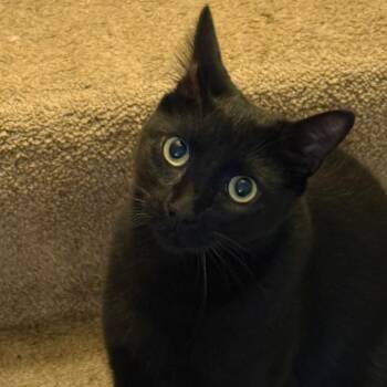 Georgie -  Domestic Short Hair Cat for Adoption in Jupiter, Florida - Georgie | PetCurious