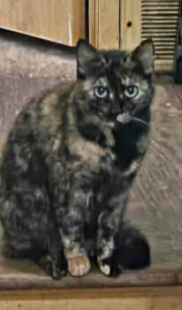 Tortoiseshell Cats Available for Adoption in Lenexa, Kansas - Puar | PetCurious