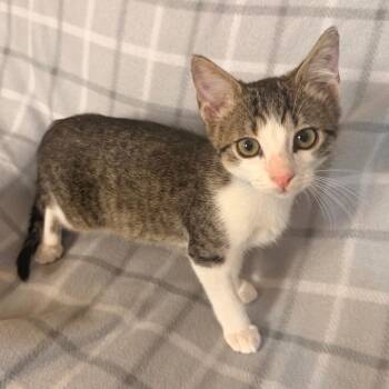 Marlin -  Domestic Short Hair Cat for Adoption in Lewisville, Texas - Marlin | PetCurious