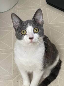 Jerry X -  Domestic Short Hair Cat for Adoption in Newaygo, Michigan - Jerry X | PetCurious
