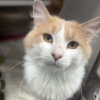 Marcus -  Domestic Medium Hair Cat for Adoption in Clavet, Saskatchewan - Marcus | PetCurious
