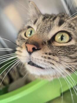 Domestic Short Hair Cats Available for Adoption - Stanley | PetCurious