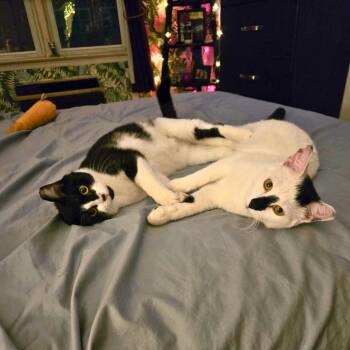 Lily & Daisy - sweetest mom and daughter -  Domestic Short Hair Cat for Adoption - Lily & Daisy - Sweetest Mom And Daughter | PetCurious