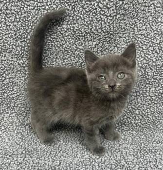 Domestic Short Hair Cats Available for Adoption in Sullivan, Indiana - Arizona 2 | PetCurious