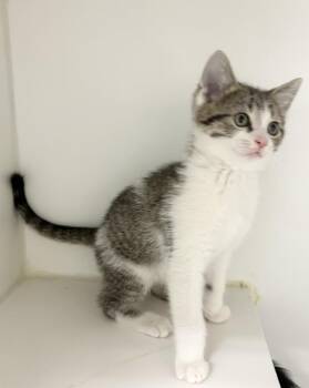 Domestic Short Hair Cats Available for Adoption in Rochester, Indiana - Victor | PetCurious