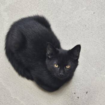 Rescue Domestic Short Hair Cats for Adoption in Bluffton, Indiana - Buttercup | PetCurious