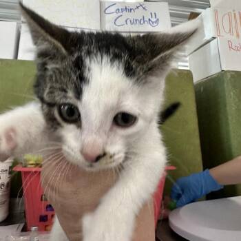Hermione -  Domestic Short Hair Cat for Adoption in Spanish Fork, Utah - Hermione | PetCurious