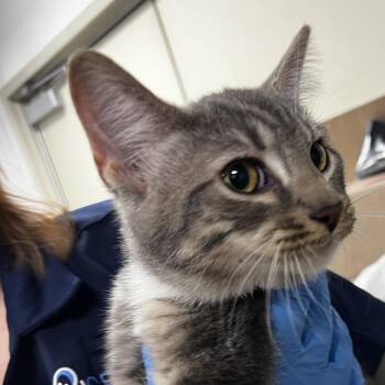 72597 -  Domestic Medium Hair Cat for Adoption in Harrisonburg, Virginia - 72597 | PetCurious