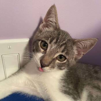 Domestic Short Hair Cats Available for Adoption in Chilliwack, British Columbia - Chupe | PetCurious