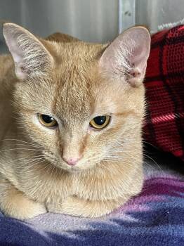 Rescue Domestic Short Hair Cats for Adoption in Lunenburg, Massachusetts - Isobel | PetCurious