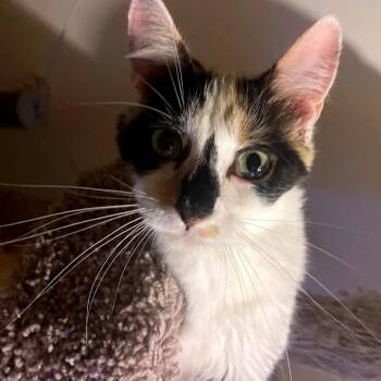 Lily Potter C12175 -  Domestic Medium Hair Cat for Adoption - Lily Potter C12175 | PetCurious
