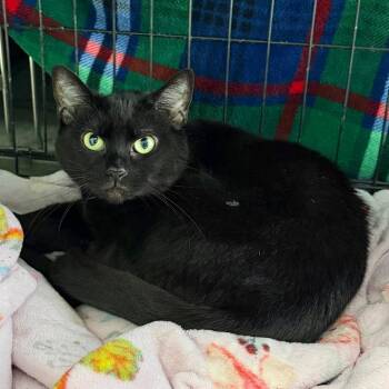 Ollie -  Domestic Short Hair Cat for Adoption - Ollie | PetCurious