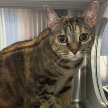 Paris -  Domestic Short Hair Cat for Adoption in Dearborn, Michigan - Paris | PetCurious