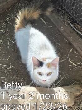 Domestic Long Hair Cats Available for Adoption - Betty | PetCurious