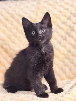 Rozanov -  Domestic Short Hair Cat for Adoption in Oceanside, California - Rozanov | PetCurious