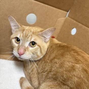 Sunny -  American Shorthair Cat for Adoption - Sunny | PetCurious