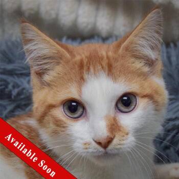 Pauly -  Tabby and Domestic Short Hair Cat for Adoption in Huntley, Illinois - Pauly | PetCurious
